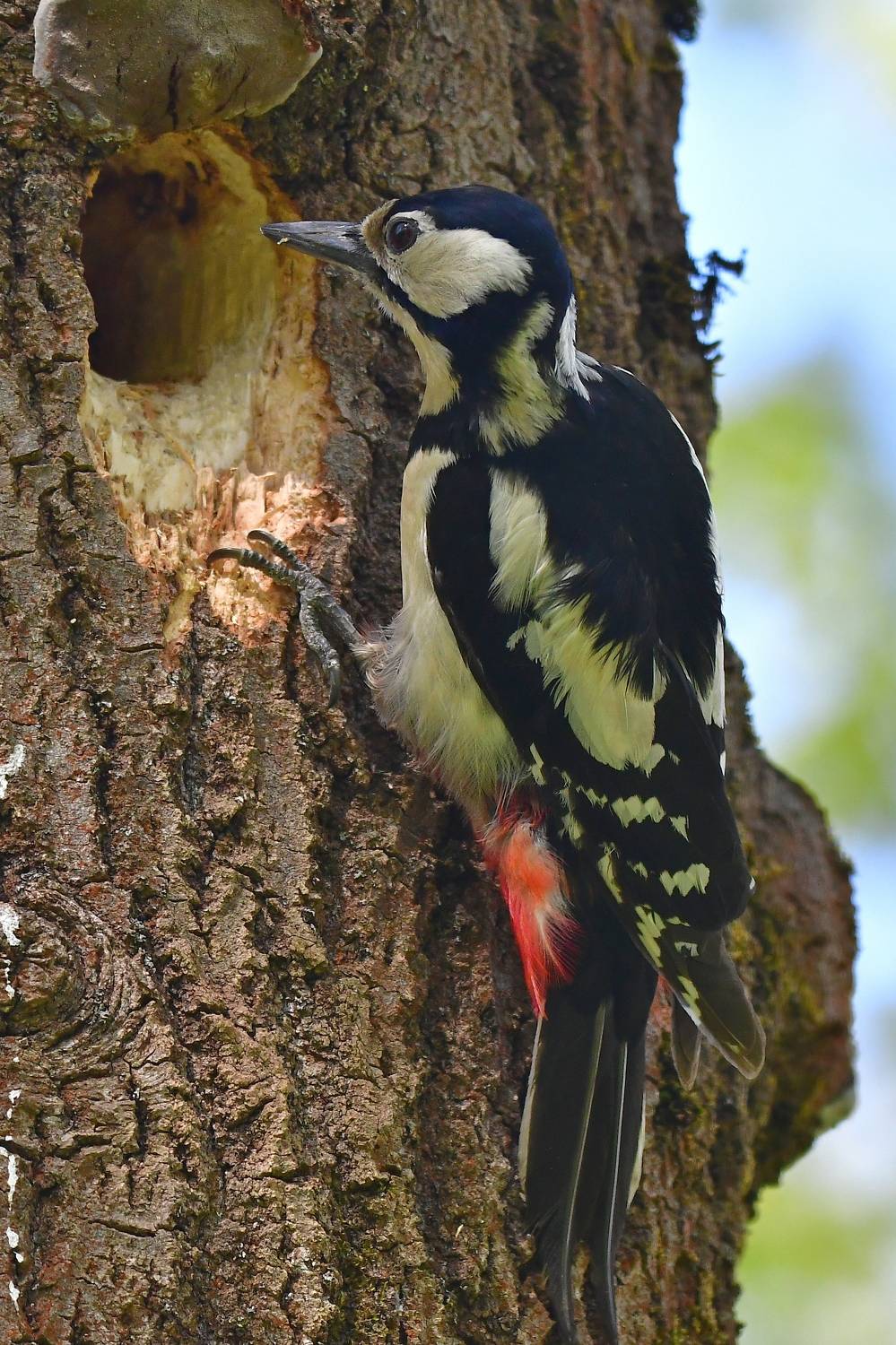 , Корнейчук Игорь