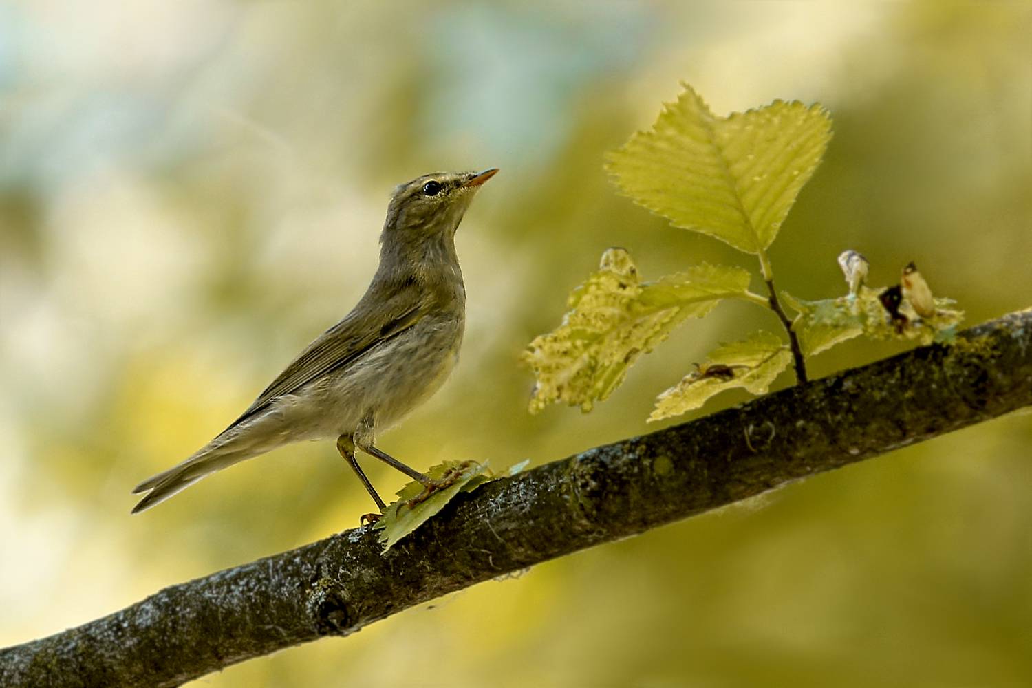 , Эдуард Колобошников
