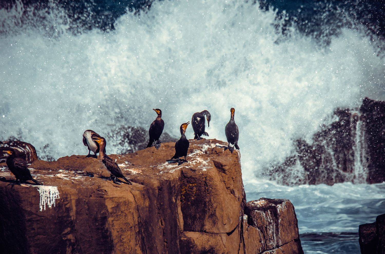 , Александра Александрова