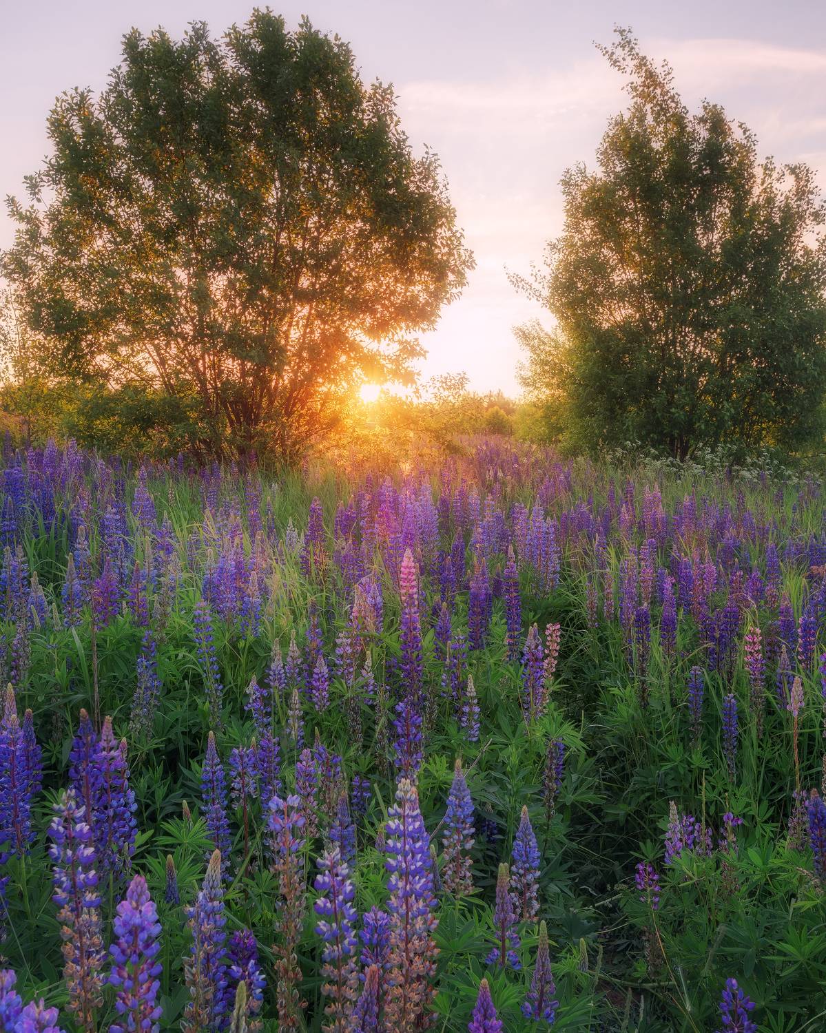 люпины, природа, пейзаж, закат, цветы, лето, Мартыненко Дмитрий