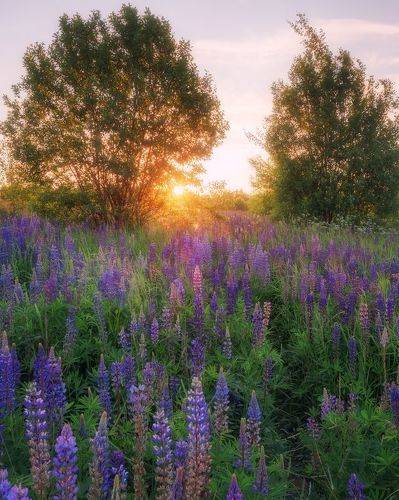 Люпины на закате