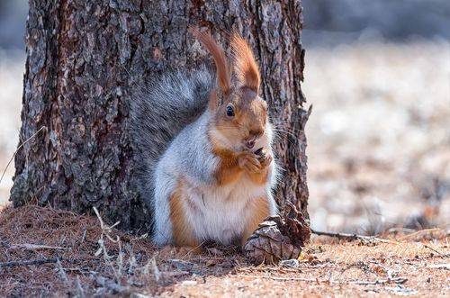Белка с шишкой..
