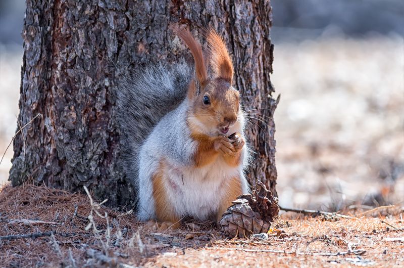 белка, шишка, лес, Белка с шишкой.. фото превью