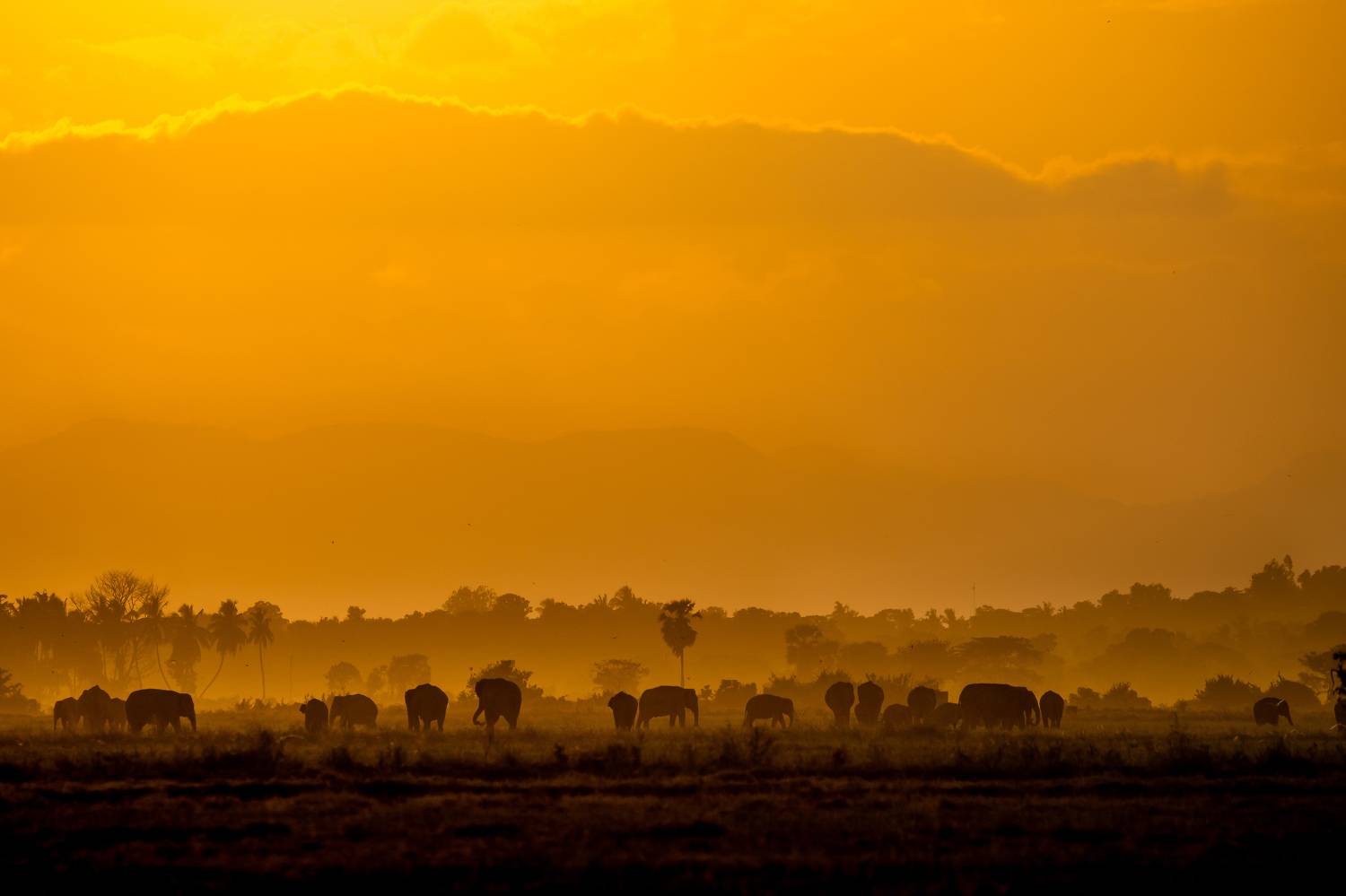 still, life, , srilanka, ahamedjazif, creative, jazif, elephant, Ahamed Jazif