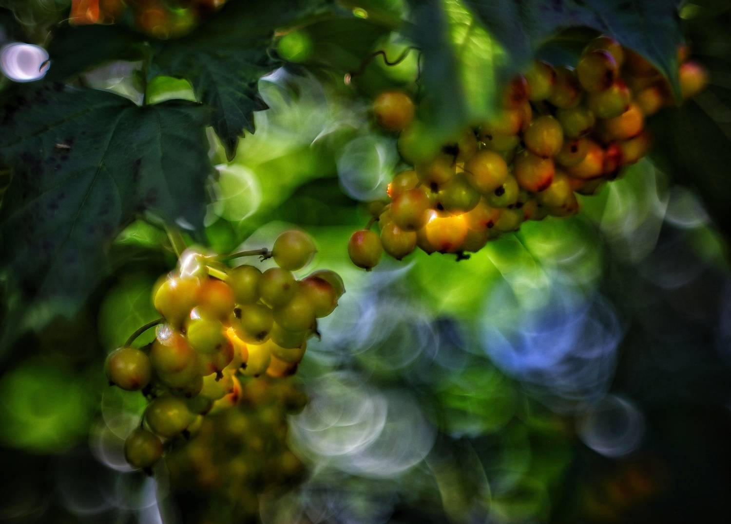 Боке, Савчук Анатолий