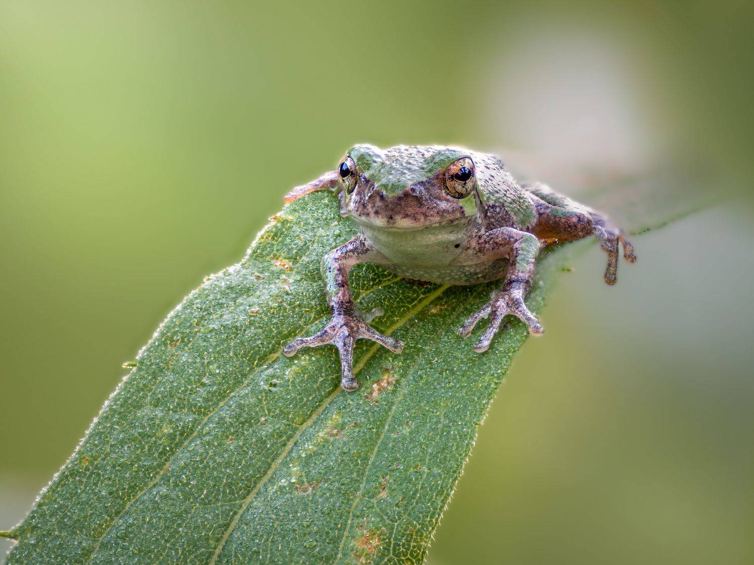 frog, reptile, flower, macro, sunrise, sunset, closeup,, Atul Saluja