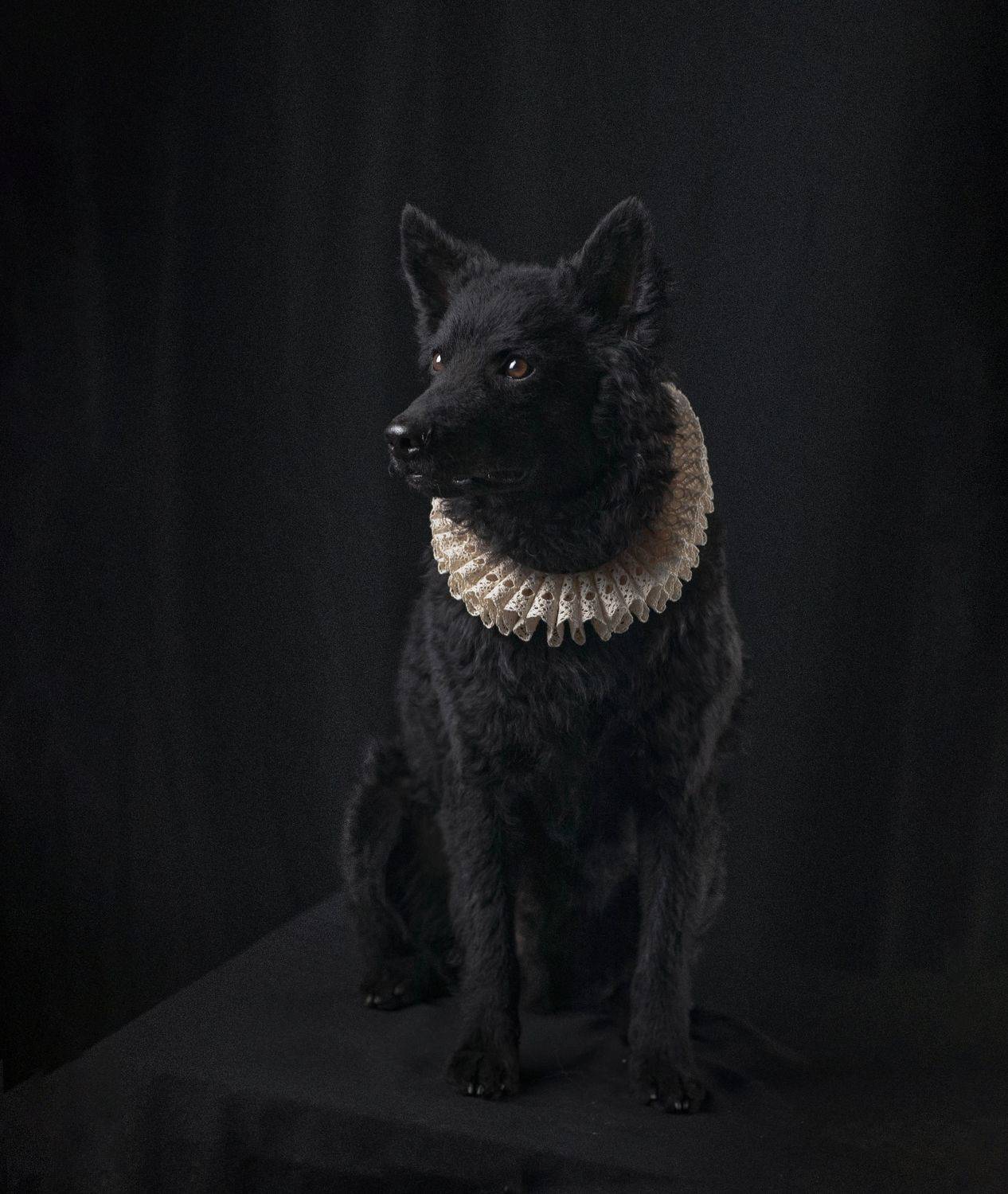 файн арт fine art собака картина, Ященко Анастасия