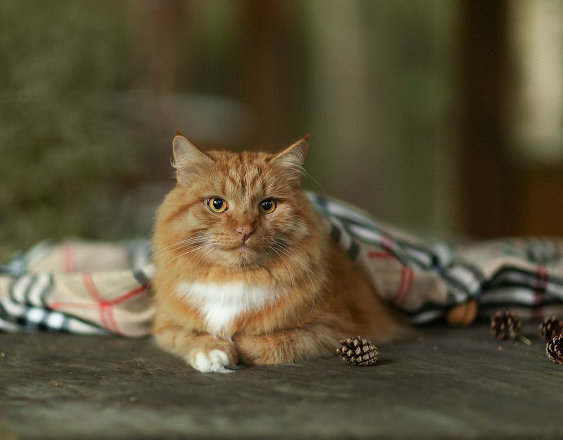 кот, рыжий, лето, шишки, дача, плед, вечер, природа, cat, beautiful, country house,nature Вечер на даче фото превью