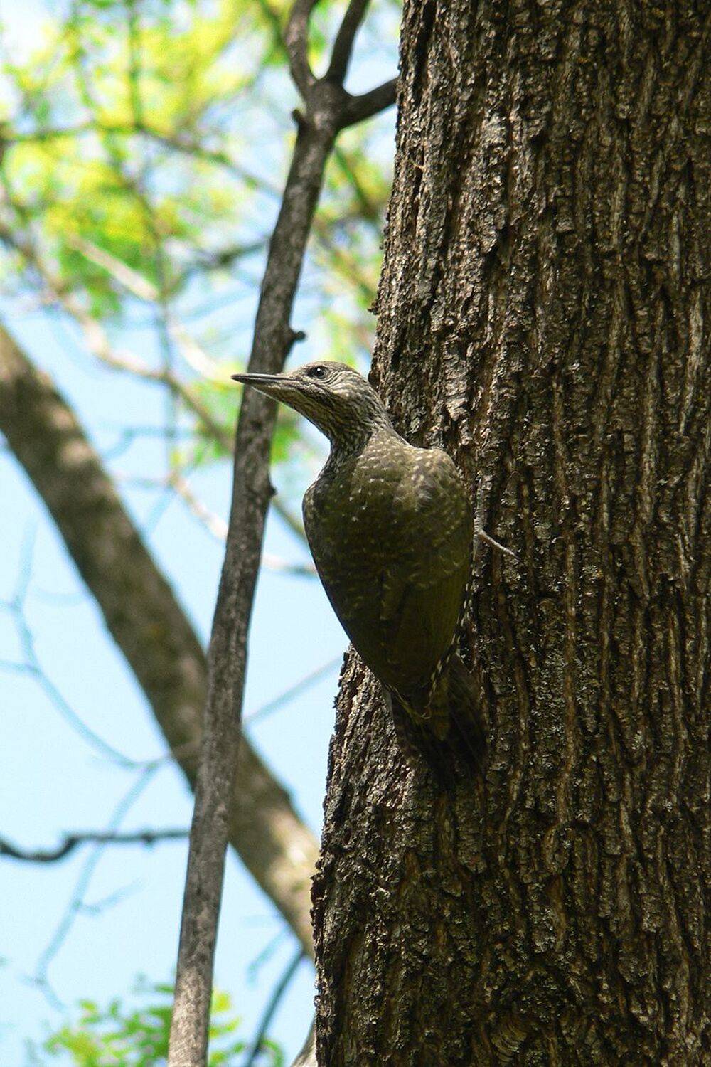 дятел, КарОл