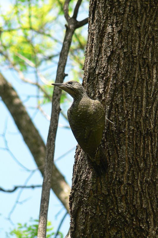 Зеленый дятел фото превью