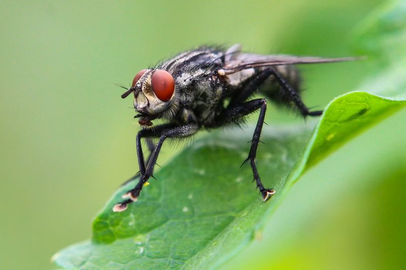Муха фото превью