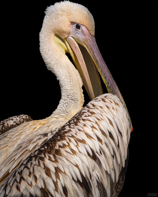 Зефирные мгновения розовых пеликанов фото превью