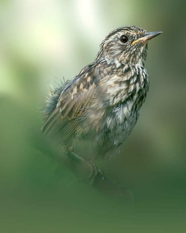 Варакушка, Luscinia svecica, Молодая особь, Июль 2023 фото превью