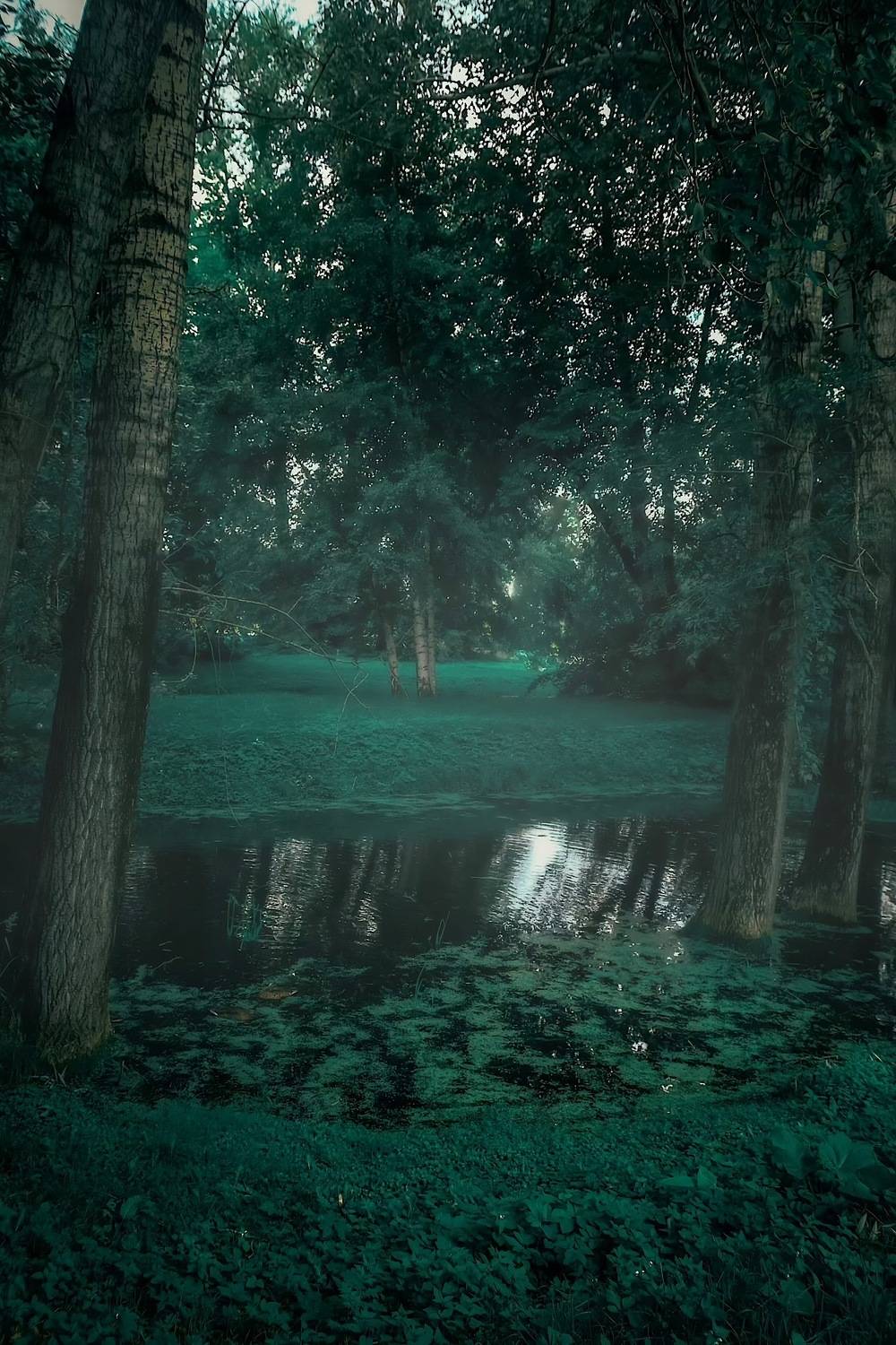 пейзаж, landscape, nature, природа, лето, summer, forest, лес, пруд, Julia Kaissa