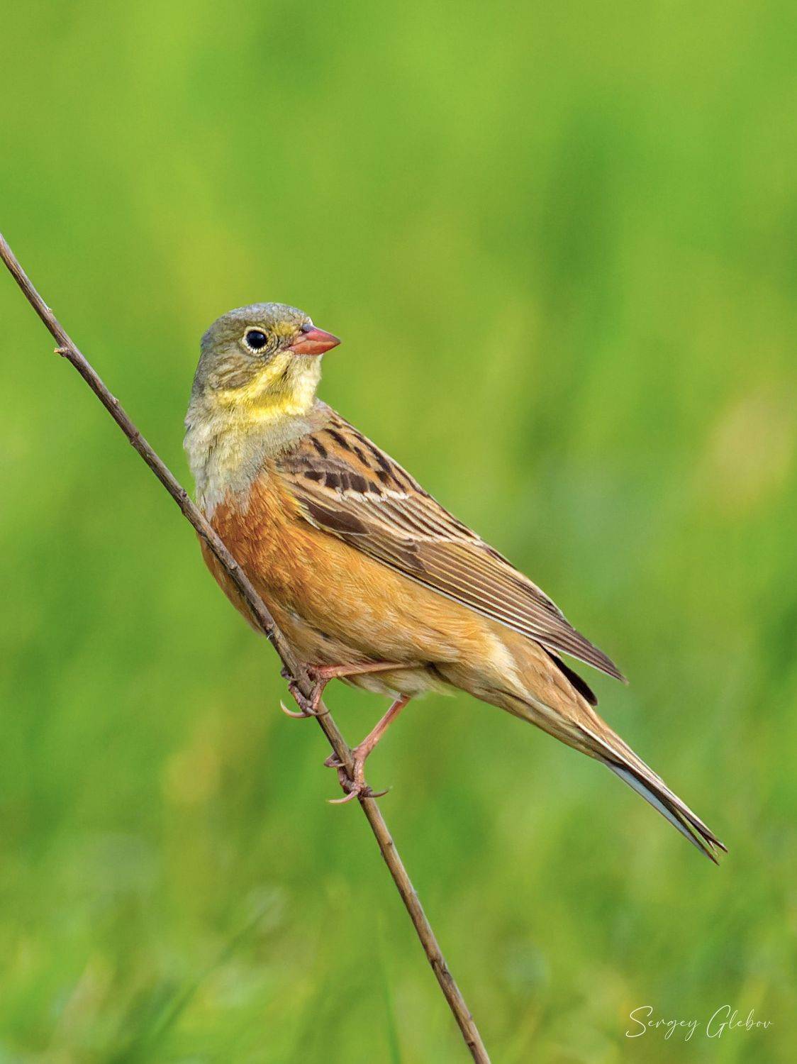 овсянка, птицы, пернатые, Сергей Глебов