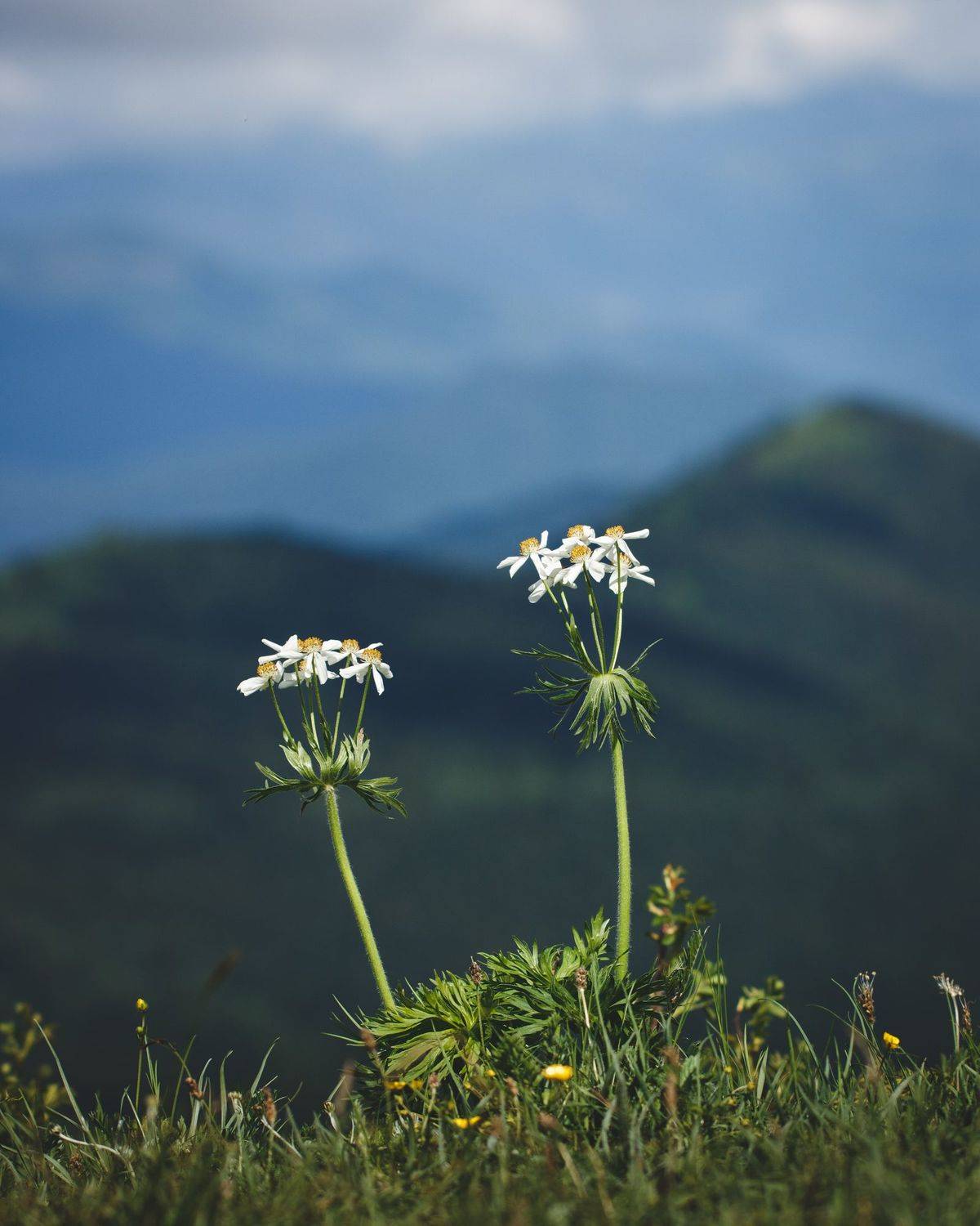 цветы, ветреник, лаго-наки, адыгея, лагонаки, Сыч Римма