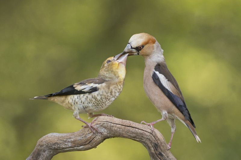 Дубоносы фото превью