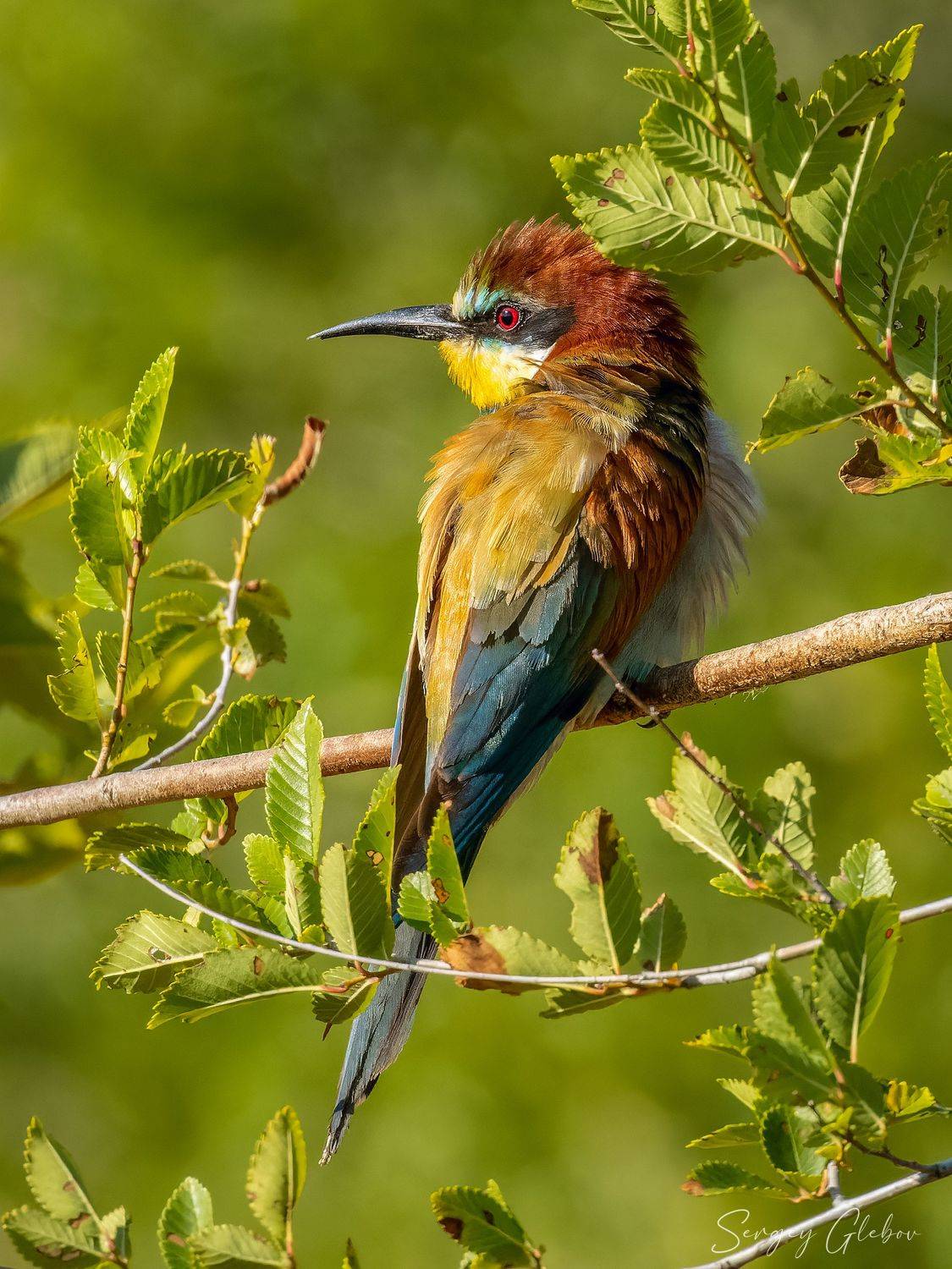 щурка, птицы, пернатые, Сергей Глебов