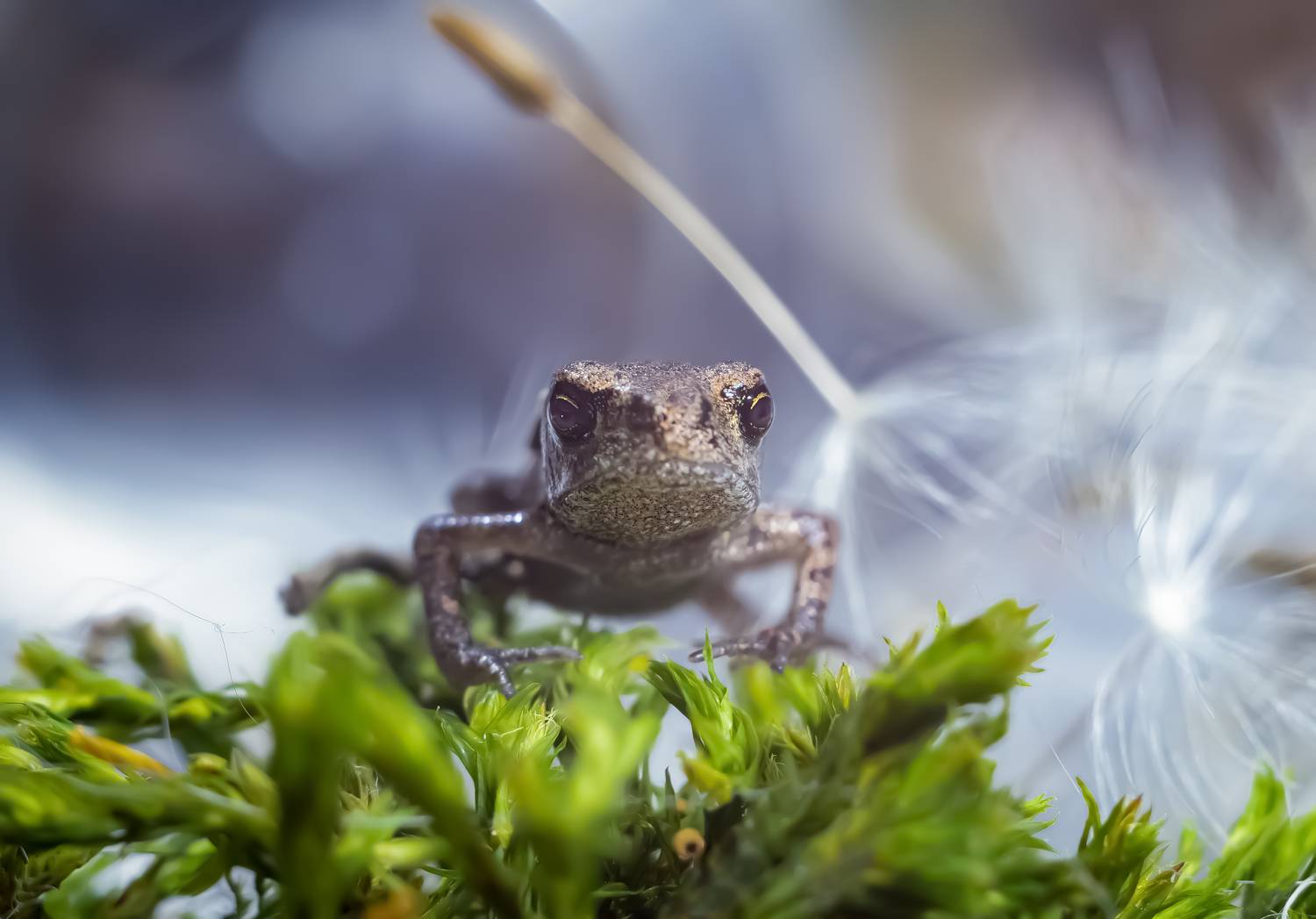 , Черновол Валентин