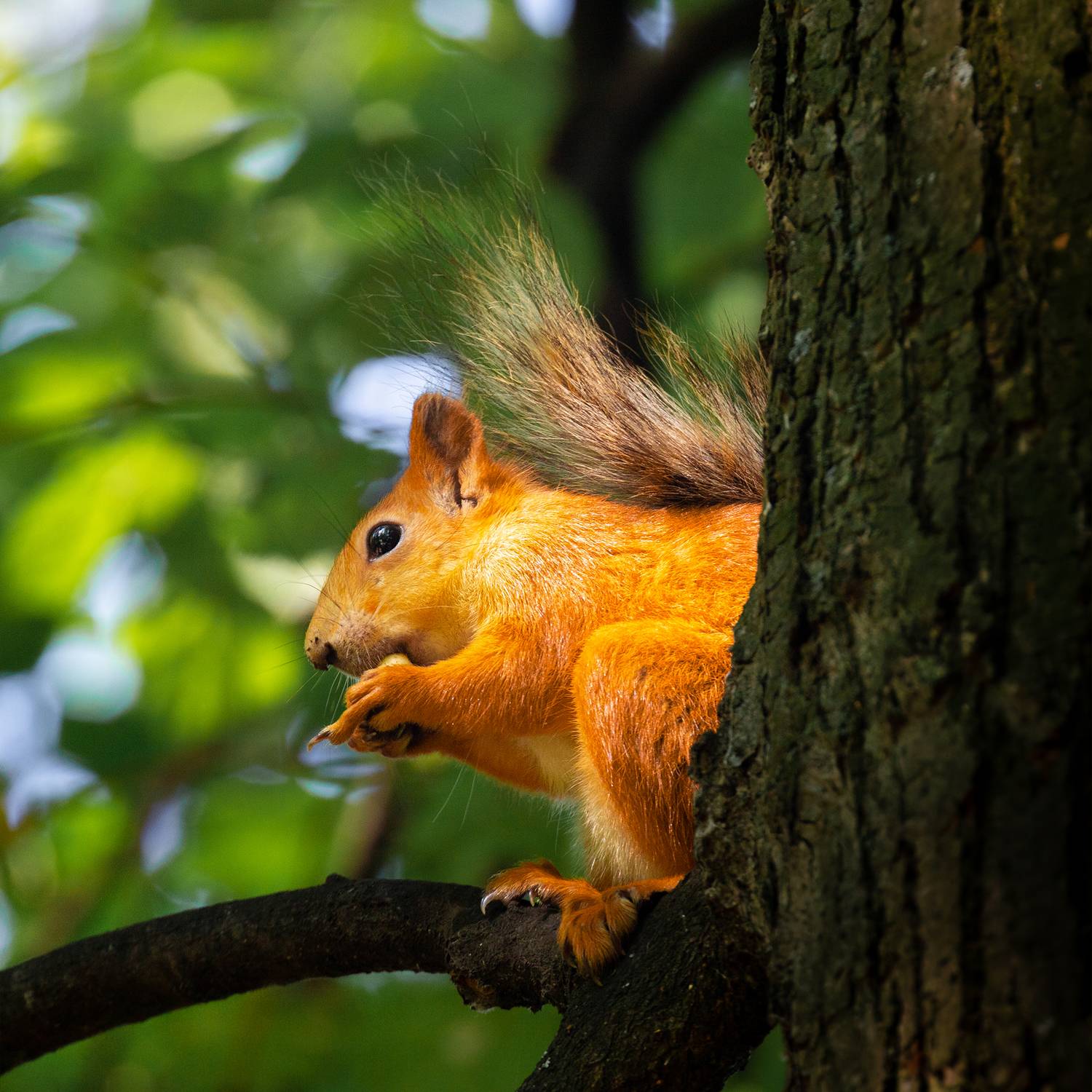 , Чудинин Дмитрий