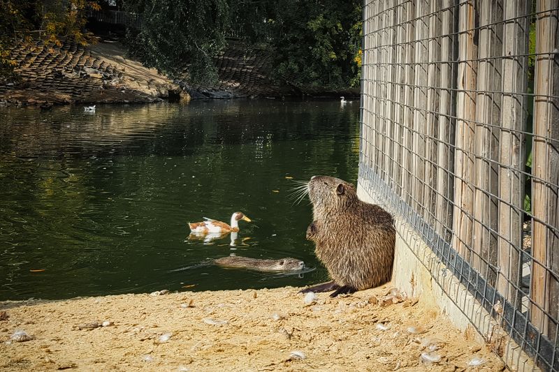 *** фото превью