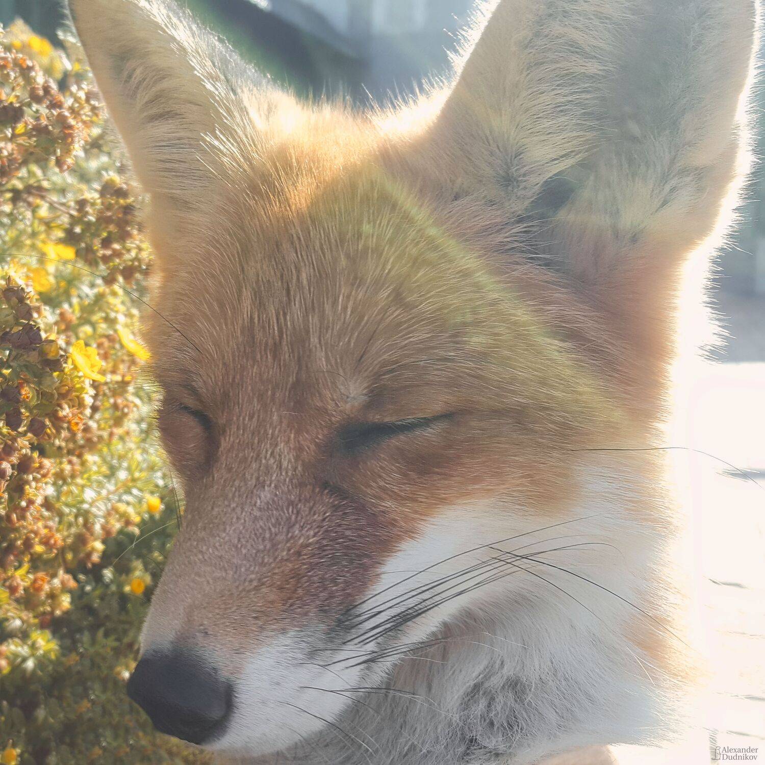 животные, млекопитающие, портрет животного, лиса, зоопарк, animals, zoo, mammals, animal portrait, fox, Дудников Александр