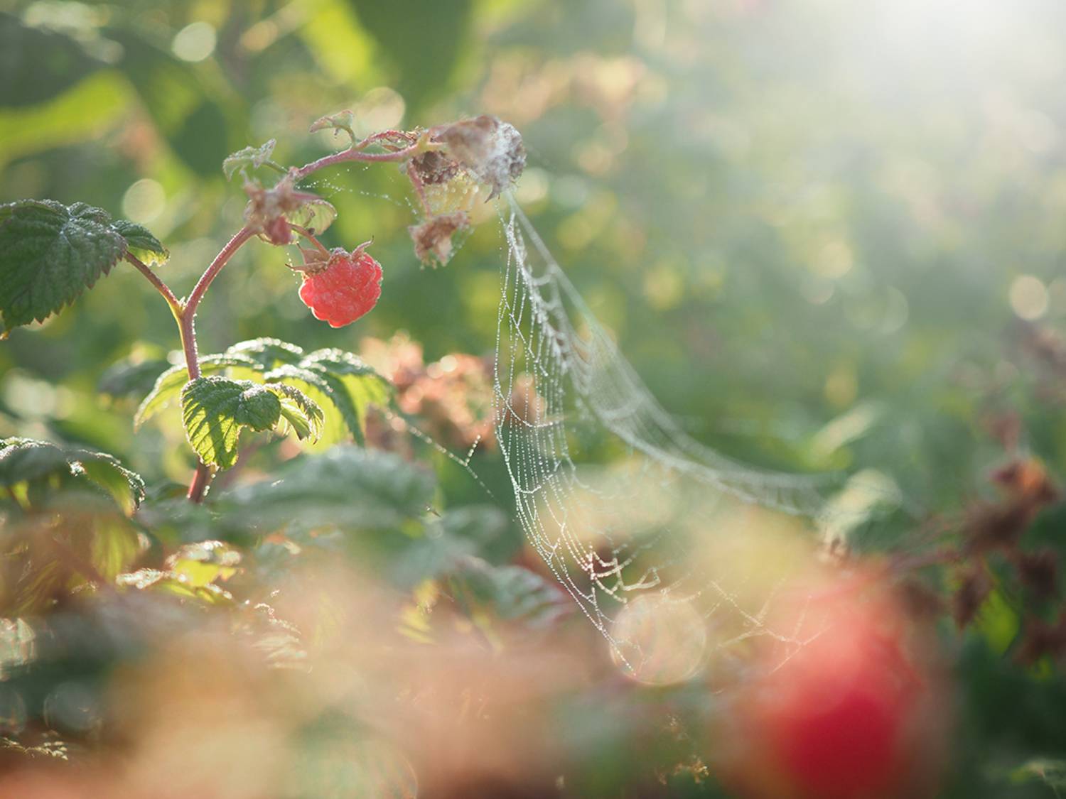 , Сергей Калёв