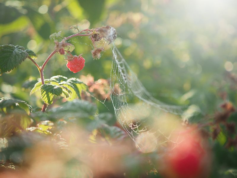 Лето фото превью