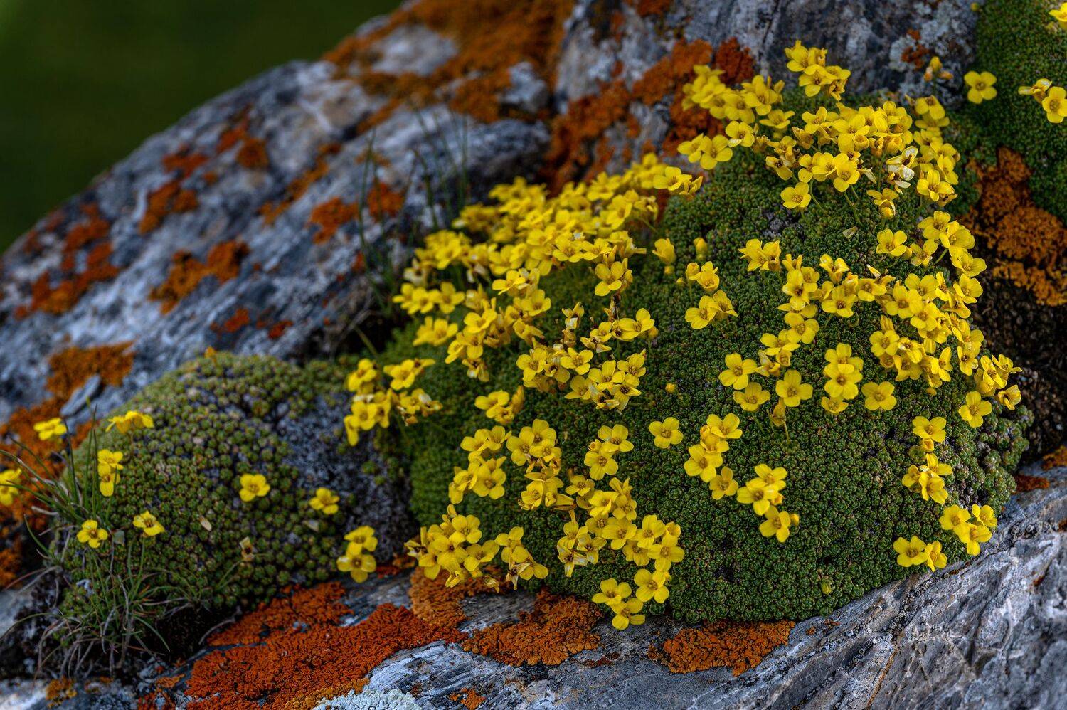 , Валерий Одинцов