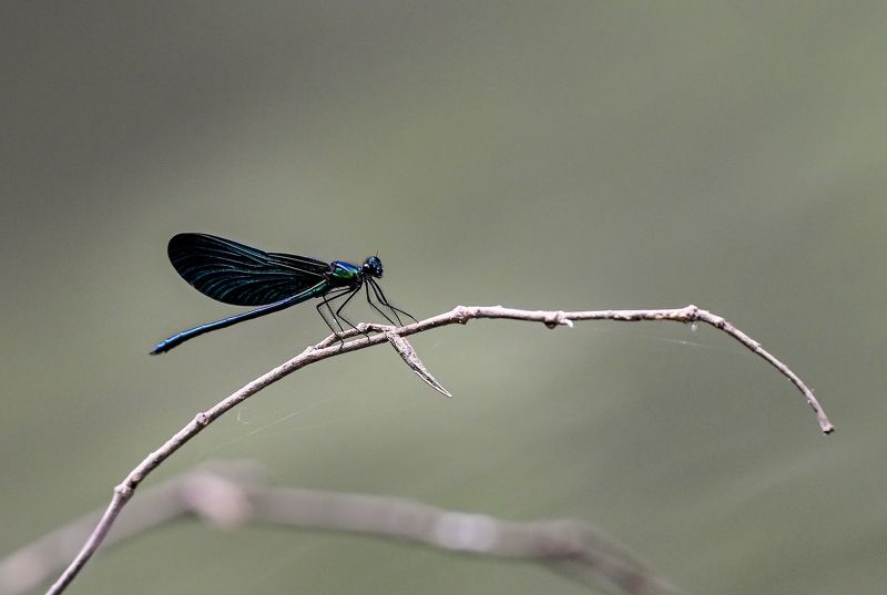 красотка фото превью