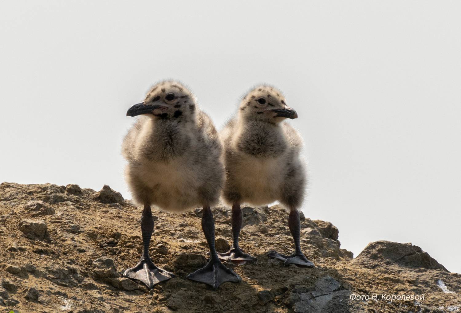 , Наталья Королева