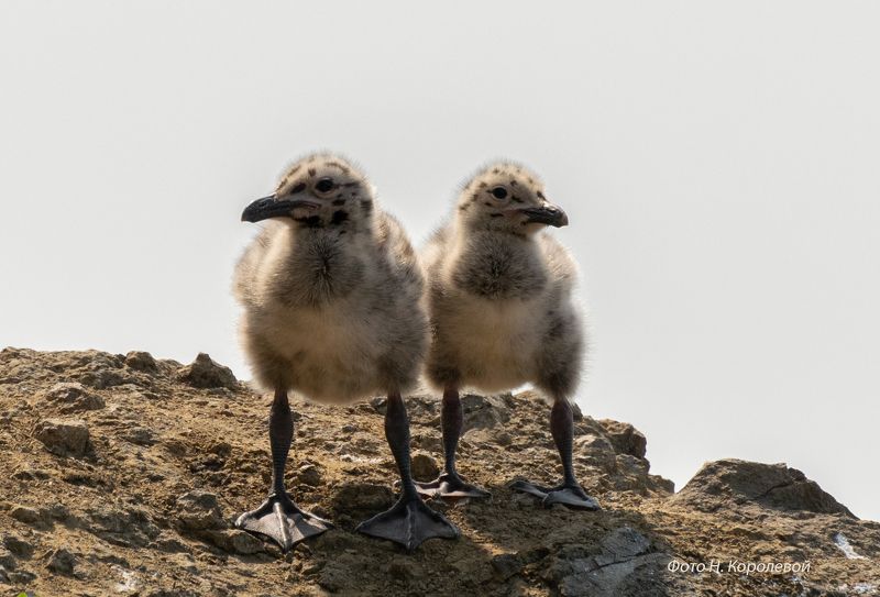 Двое из гнезда фото превью