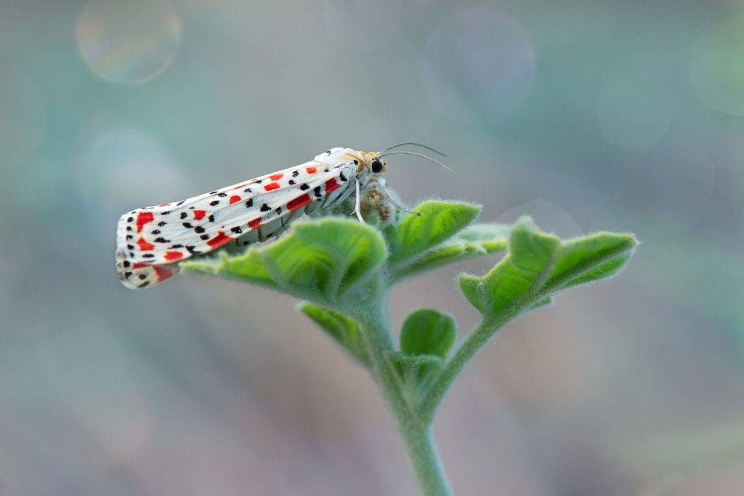 , Людмила Бекман