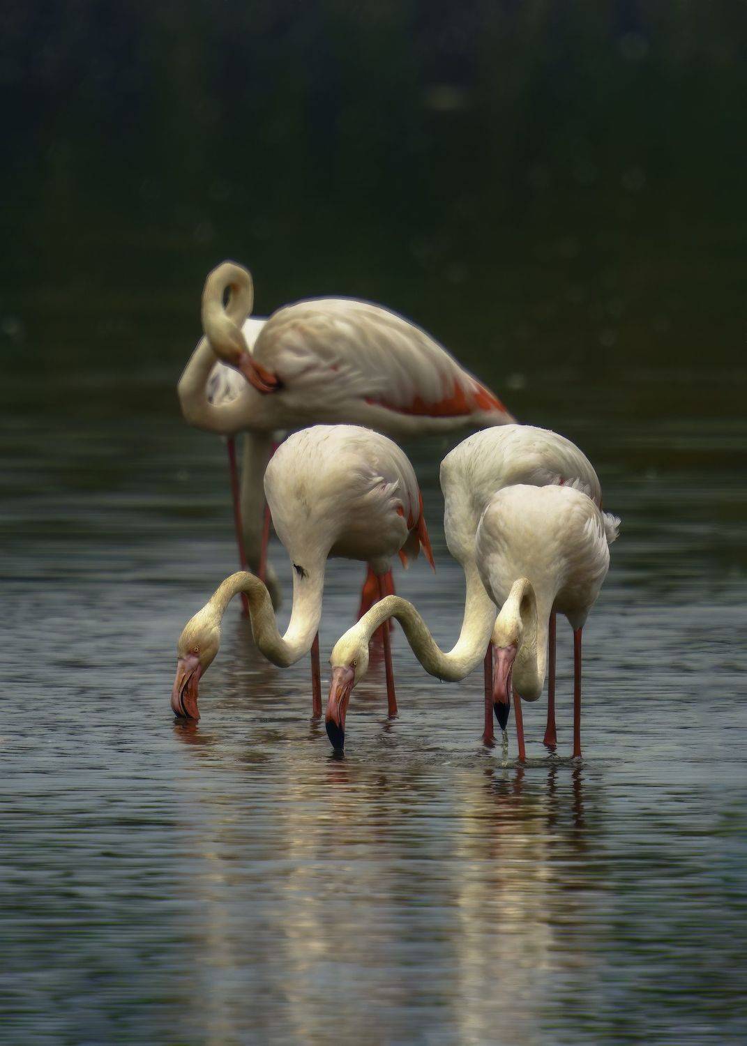 , Шварцман Евгений