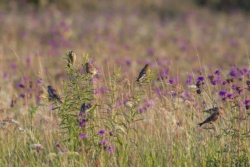 Ура! Семена созрели!