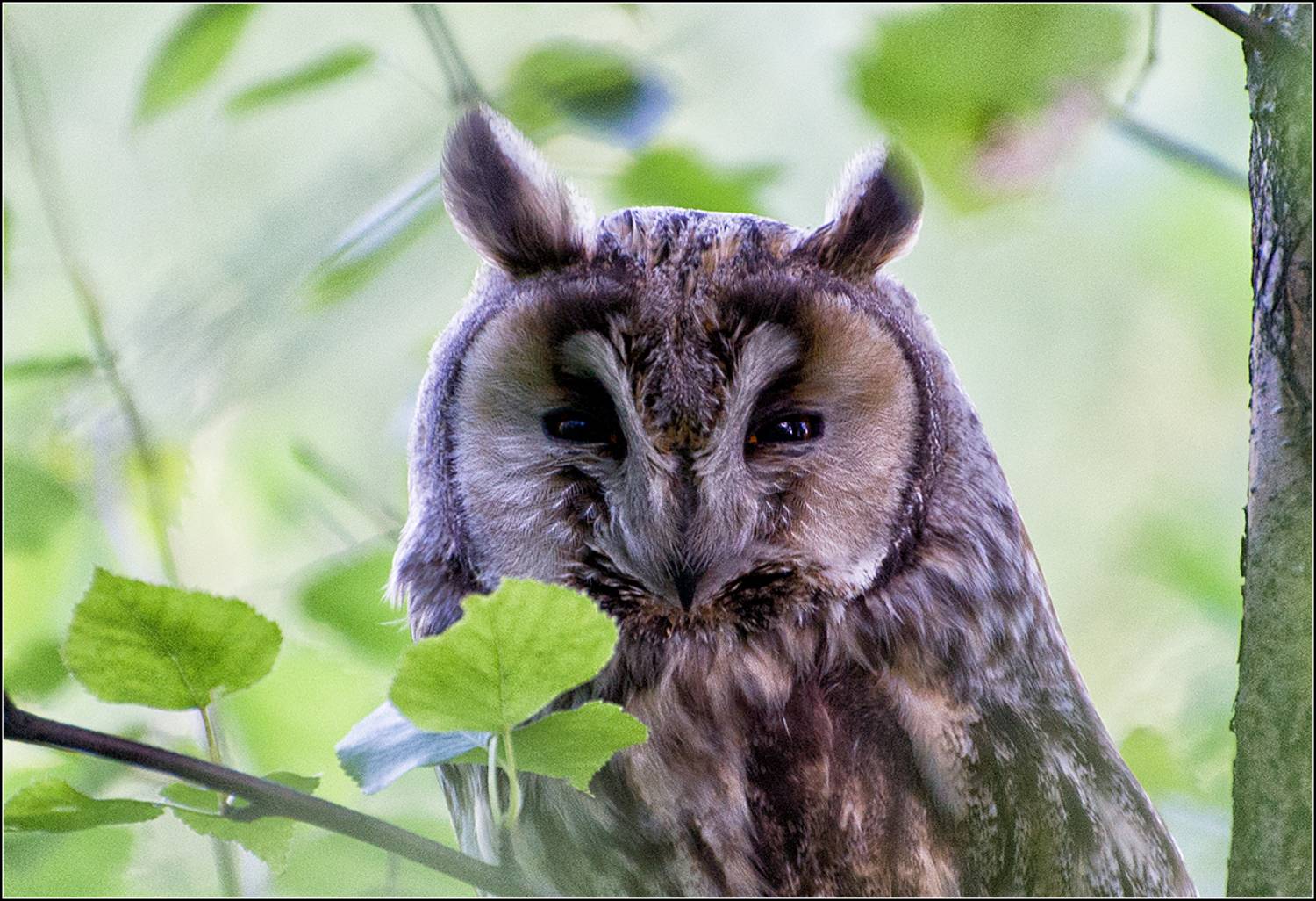 москва, парк, птица, сова ушастая, АНАТОЛИЙ ДОВЫДЕНКО