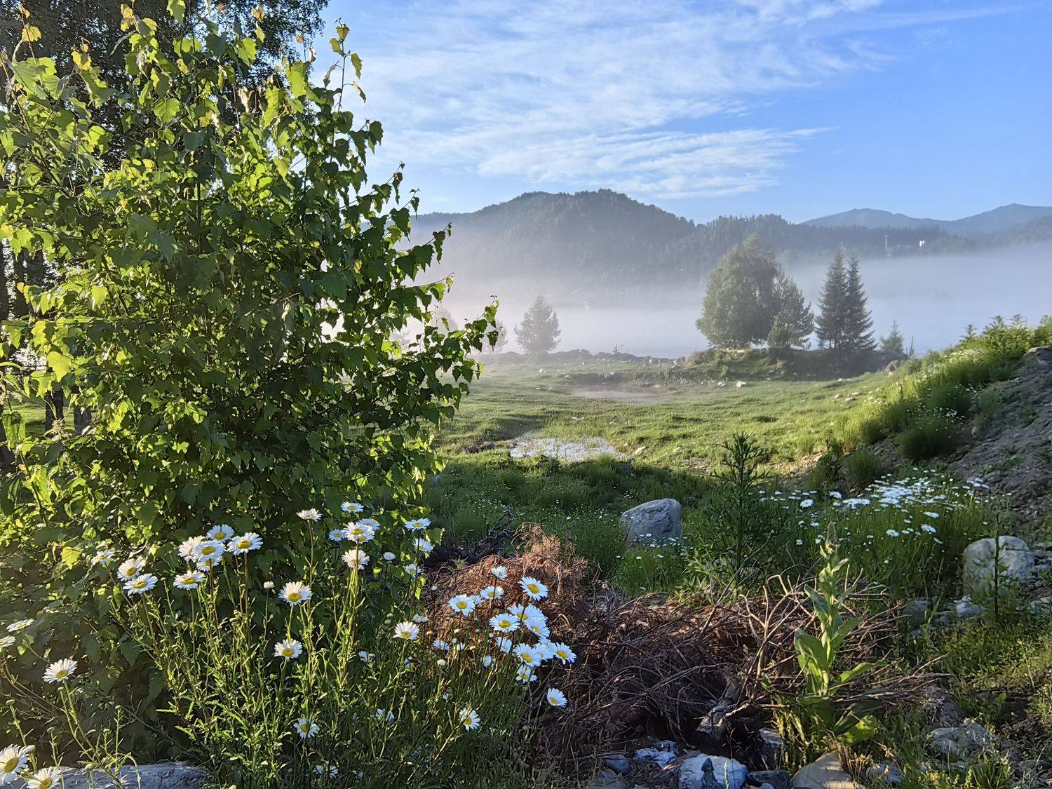 пейзаж,алтай.лето,ромашки,берёза,туман,горы, Козлова Галина