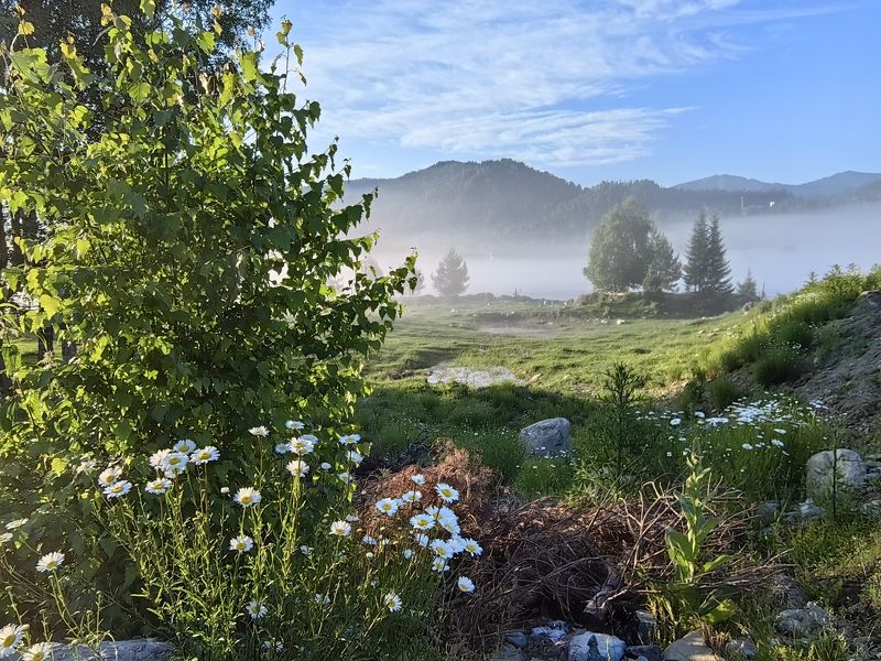 Ромашки у берёзы фото превью