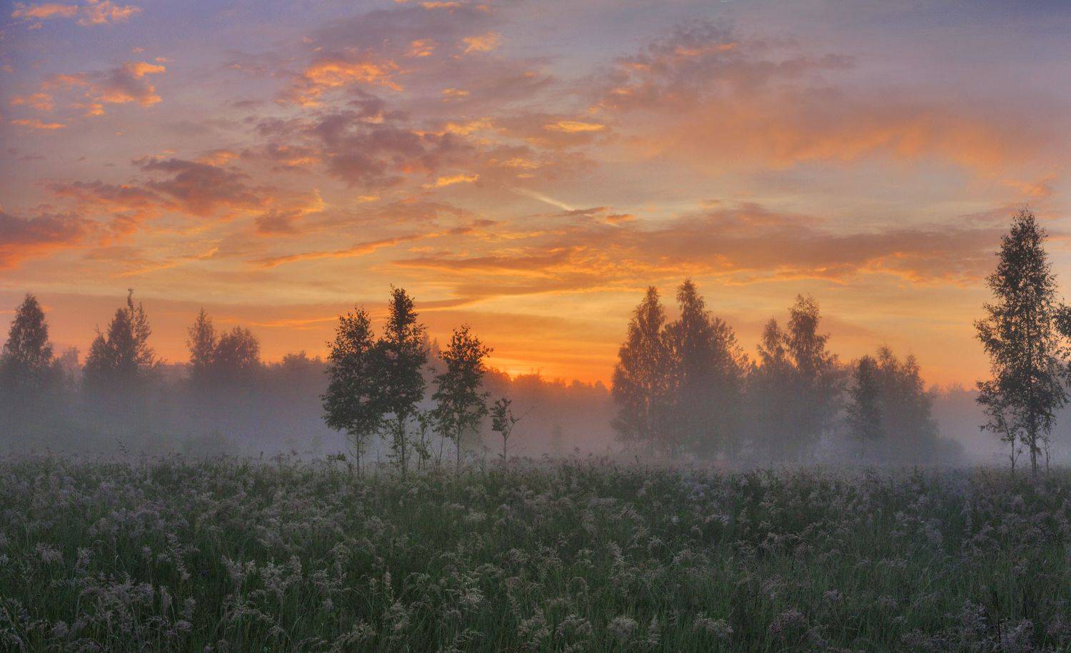 утро, лес, Александр Свистков