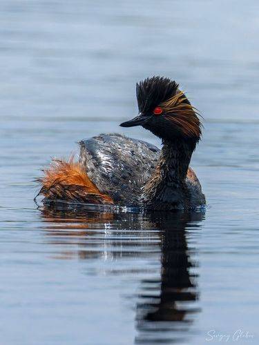 Черношейная поганка (Podiceps nigricollis), (Black-Necked Grebe)
