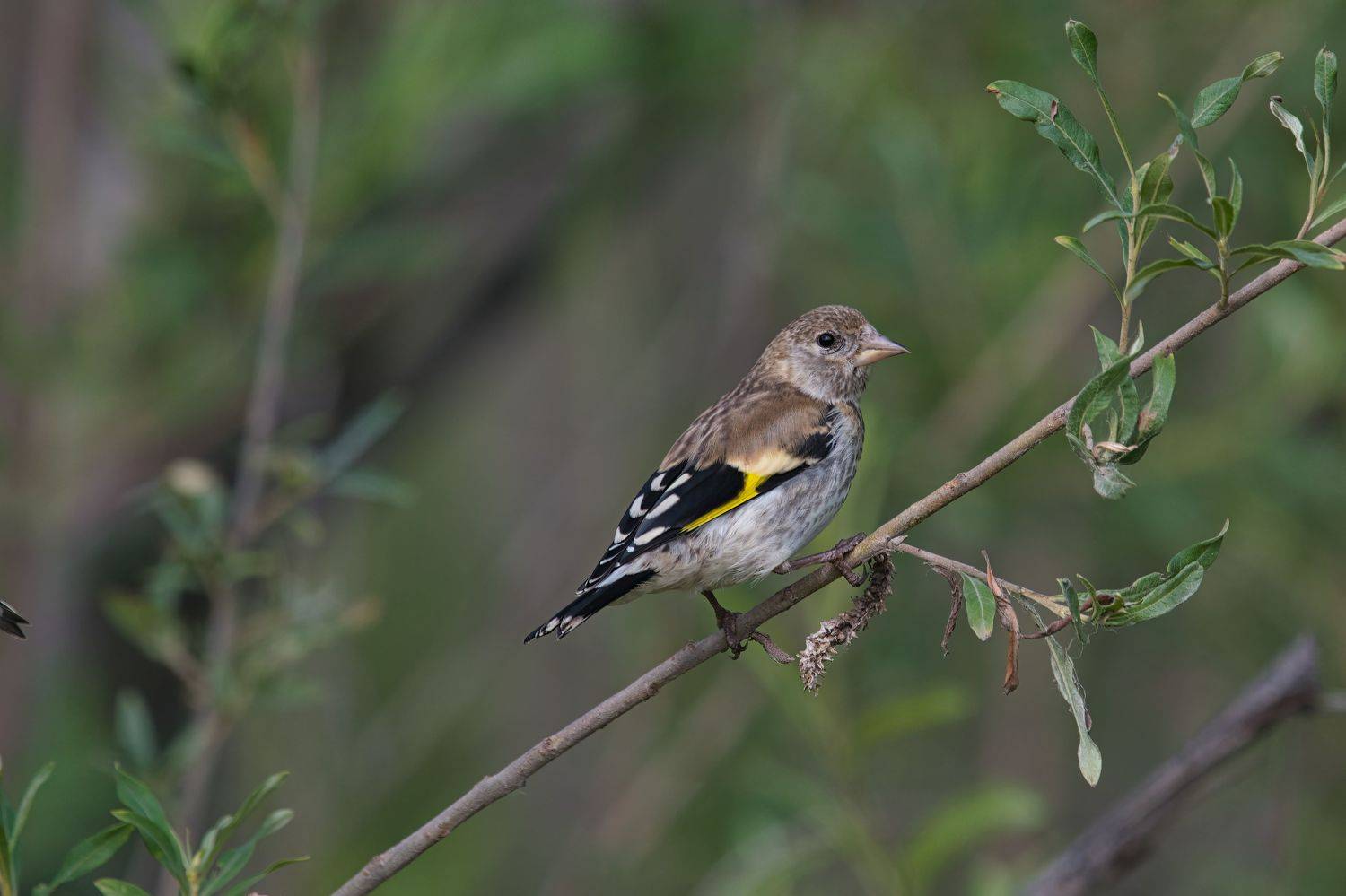 , Большаков Алексей