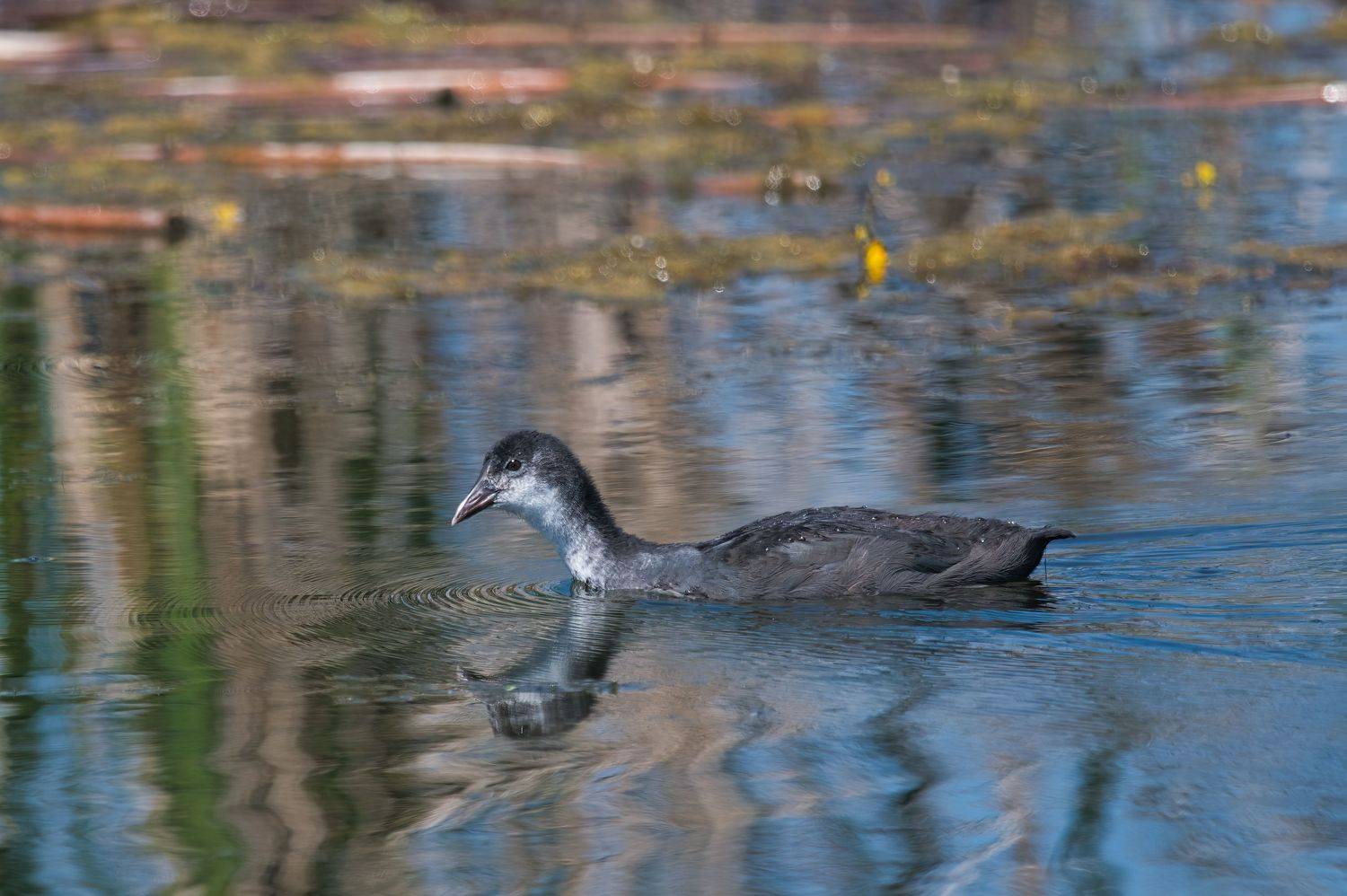 , Большаков Алексей