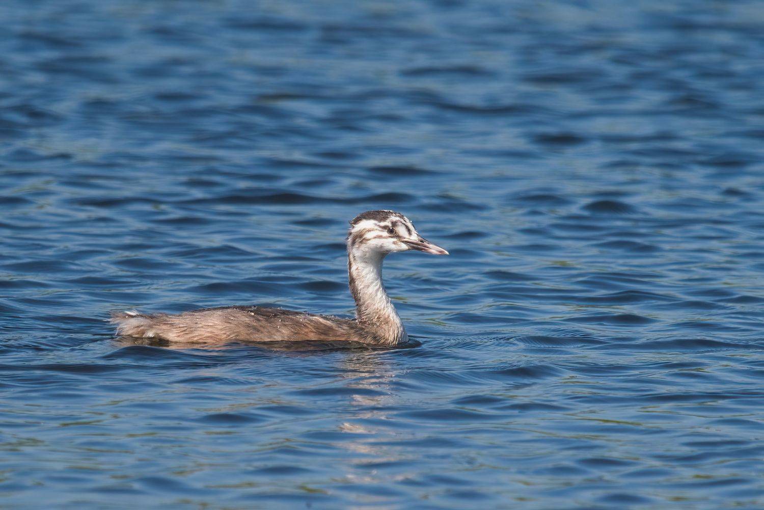 , Большаков Алексей