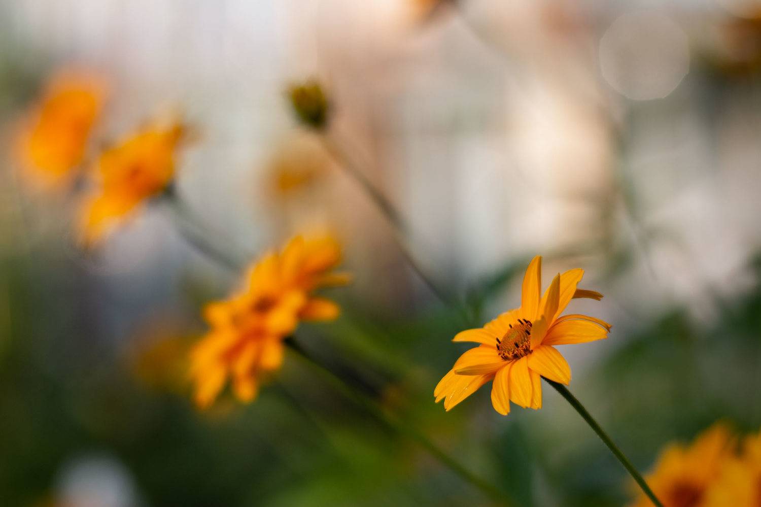 , Александр