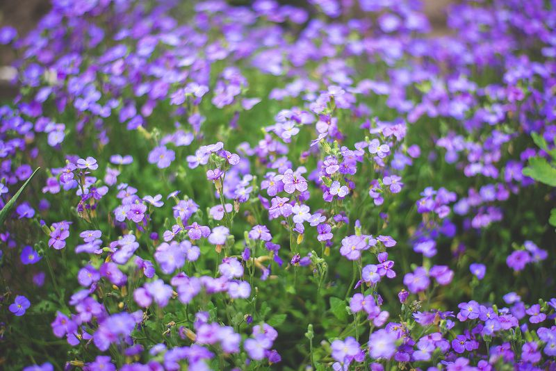 цветы, весна, фиолетовый Обриета фото превью