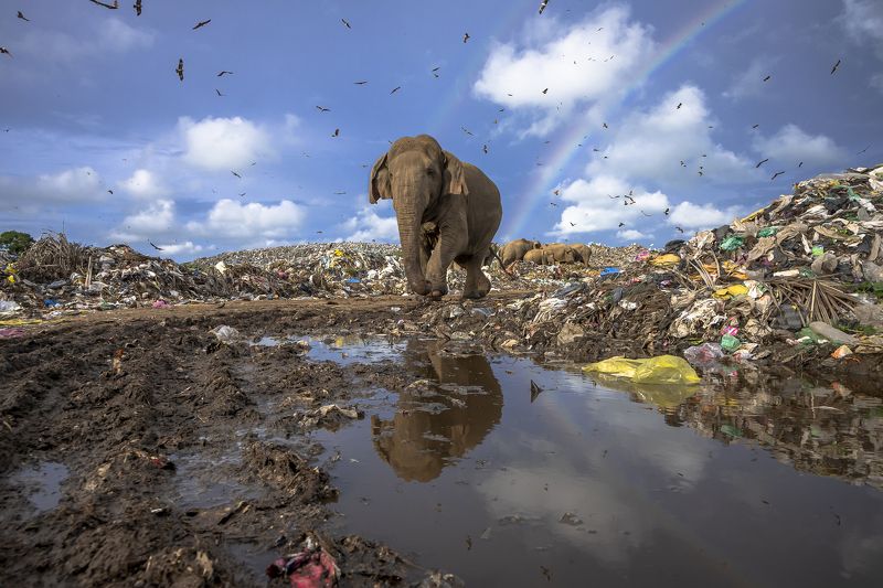 wildlife, nature, srilanka, jazif, reportage, issue, elephant, waste Last walk фото превью