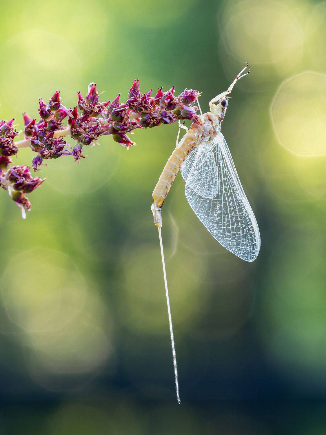 mayfly, fly, sunset, dusk, dawn, sunrise, insect, bug, macro,, Atul Saluja