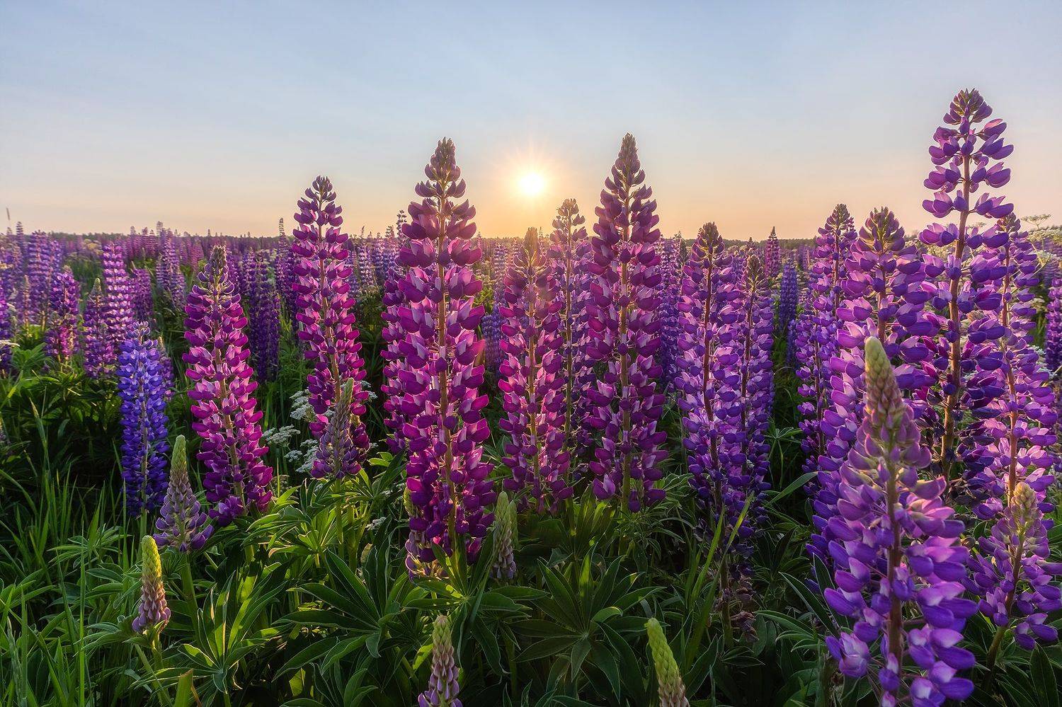 , Пашеничев Александр