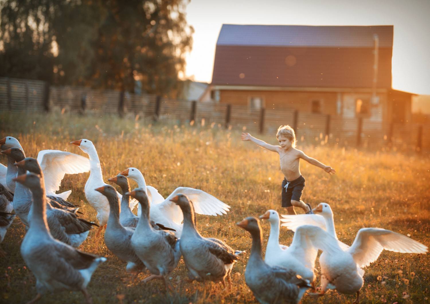 дети с животными, дети, птицы, репортаж, фото с гусями, детские фото, детский портрет, Наталия Комарова
