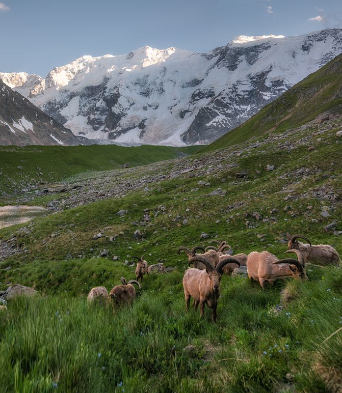 центральный кавказ, кабардино-балкария, безенги, стена, туры, июль Безенгийская стена фото превью